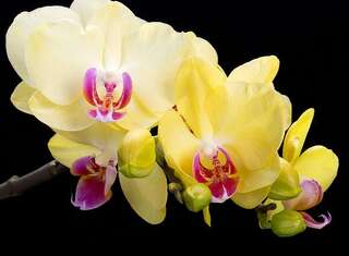 Фотопанно Divino Желтая орхидея (P-012)